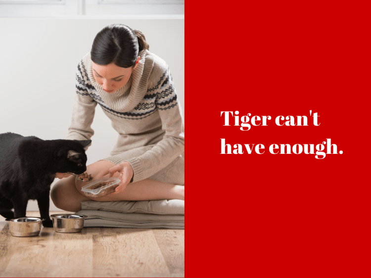 Tiger can't have enough. Example of Instagram contest picture